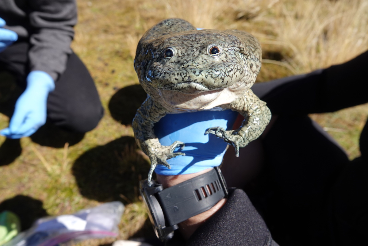 La rana gigante del Titicaca es símbolo ecológico y cultural de los Andes.jpg